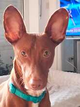 BOLT, Hund, Podenco Maneto in Norden - Bild 10