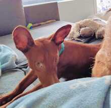 BOLT, Hund, Podenco Maneto in Norden - Bild 11