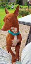 BOLT, Hund, Podenco Maneto in Norden - Bild 12