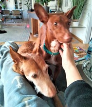 BOLT, Hund, Podenco Maneto in Norden - Bild 2