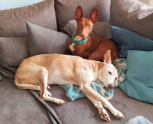 BOLT, Hund, Podenco Maneto in Norden - Bild 3