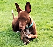 BOLT, Hund, Podenco Maneto in Norden - Bild 4