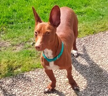 BOLT, Hund, Podenco Maneto in Norden - Bild 5