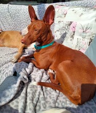 BOLT, Hund, Podenco Maneto in Norden - Bild 6