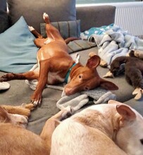 BOLT, Hund, Podenco Maneto in Norden - Bild 7