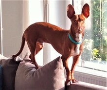 BOLT, Hund, Podenco Maneto in Norden - Bild 8