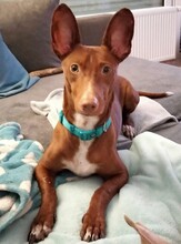 BOLT, Hund, Podenco Maneto in Norden - Bild 9