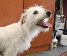 TENTEN, Hund, Mischlingshund in Aerzen