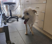 TENTEN, Hund, Terrier-Mix in Griechenland - Bild 5