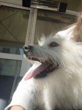 TENTEN, Hund, Terrier-Mix in Griechenland - Bild 6