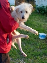 TENTEN, Hund, Terrier-Mix in Griechenland - Bild 7