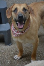 POTATO, Hund, Mischlingshund in Bulgarien - Bild 2