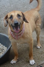 POTATO, Hund, Mischlingshund in Bulgarien - Bild 3