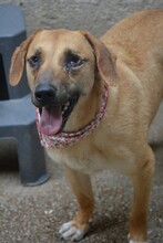 POTATO, Hund, Mischlingshund in Bulgarien - Bild 4