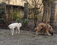 TAINA, Hund, Mischlingshund in Wallstawe - Bild 10