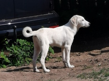 TAINA, Hund, Mischlingshund in Wallstawe - Bild 16