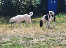 TAINA, Hund, Mischlingshund in Wallstawe - Bild 3