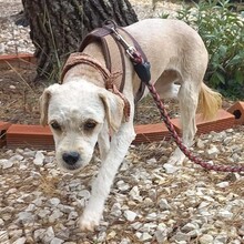 SUSI, Hund, Mischlingshund in Portugal