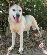 MILTON, Hund, Mischlingshund in Portugal