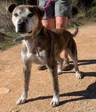 BENTO, Hund, American Staffordshire Terrier in Portugal