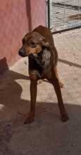 BOUNTY, Hund, Mischling in Spanien