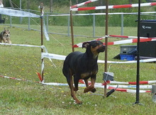CHERRY, Hund, Mischling in Spanien