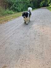 JASCHA, Hund, Mischlingshund in Gelsenkirchen