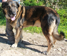 DUSTEE, Hund, Mischlingshund in Belgien