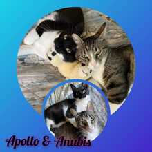 ANUBIS, Katze, Hauskatze in Alfeld