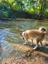 BONNIE, Hund, Mischlingshund in Riederich - Bild 10