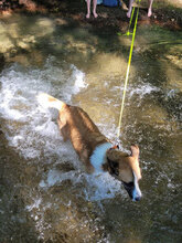 BONNIE, Hund, Mischlingshund in Riederich - Bild 5