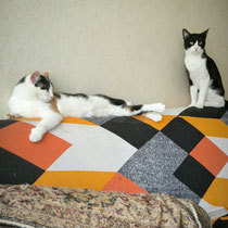 AYLIN, Katze, Hauskatze in Bulgarien - Bild 8