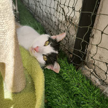 AYLIN, Katze, Hauskatze in Bulgarien - Bild 9