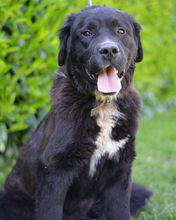 EDO, Hund, Neufundländer-Mix in Kroatien - Bild 1