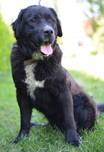 EDO, Hund, Neufundländer-Mix in Kroatien - Bild 2