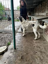 LUCKY, Hund, Mischlingshund in Bulgarien - Bild 10