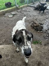 LUCKY, Hund, Mischlingshund in Bulgarien - Bild 3