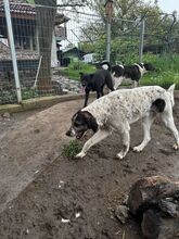 LUCKY, Hund, Mischlingshund in Bulgarien - Bild 8