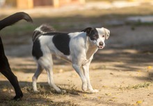 MIA, Hund, Labrador-Mix in Slowakische Republik