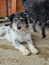 GUSTAV, Hund, Mischlingshund in Rumänien - Bild 18