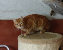 FREDDIE, Katze, Europäisch Kurzhaar in Spanien - Bild 6