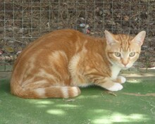 FIEVEL, Katze, Europäisch Kurzhaar in Spanien