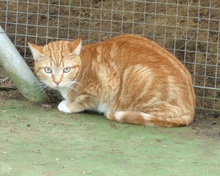 FIEVEL, Katze, Europäisch Kurzhaar in Spanien - Bild 5