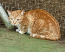 FIEVEL, Katze, Europäisch Kurzhaar in Spanien - Bild 6