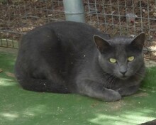 AMELA, Katze, Russisch Blau-Mix in Spanien