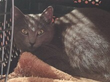 AMELA, Katze, Russisch Blau-Mix in Spanien - Bild 2