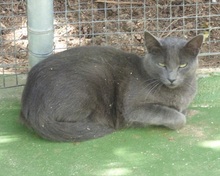 AMELA, Katze, Russisch Blau-Mix in Spanien - Bild 3