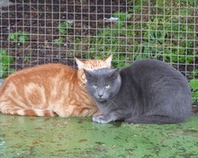 AMELA, Katze, Russisch Blau-Mix in Spanien - Bild 4