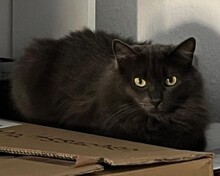 INARA, Katze, Russisch Blau-Langhaarkatze-Mix in Essen - Bild 11