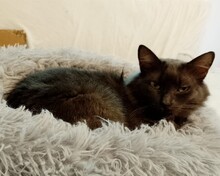 INARA, Katze, Russisch Blau-Langhaarkatze-Mix in Essen - Bild 12